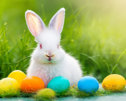 Un lapin blanc dans l'herbe entouré d'œufs colorés.